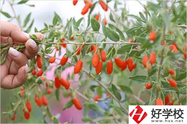 在湘西學(xué)中草藥栽培怎么樣？開(kāi)設(shè)此專業(yè)的學(xué)校有哪些？