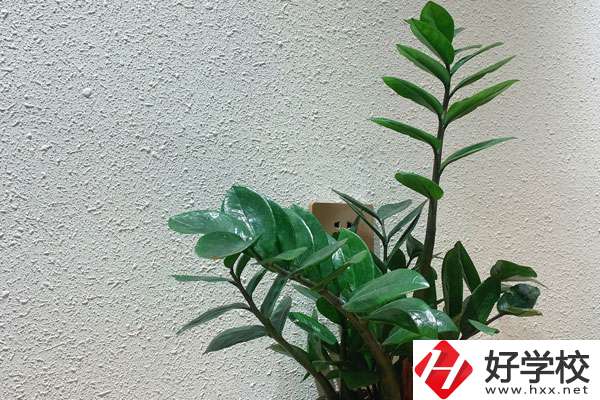 安鄉(xiāng)縣職業(yè)中專學(xué)校有哪些專業(yè)?如何收費？