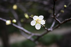 如何進(jìn)行專(zhuān)升本報(bào)考準(zhǔn)備